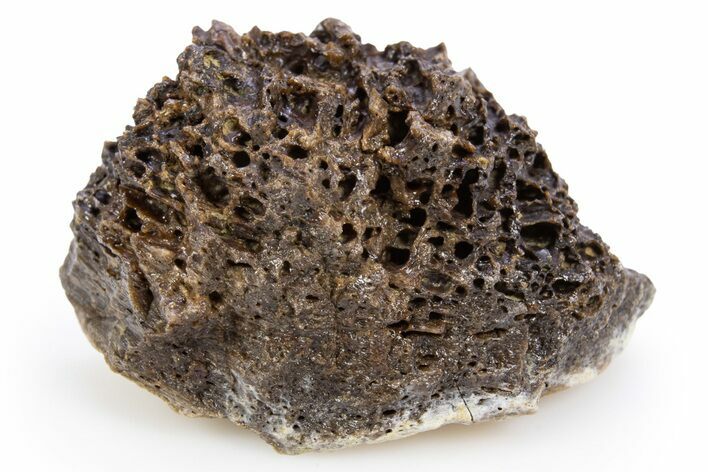 Fossil Tyrannosaur (T rex) Bone Section - Wyoming #306667